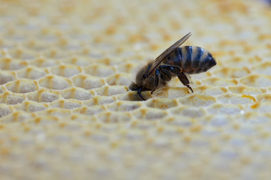 black and yellow bee on white textile