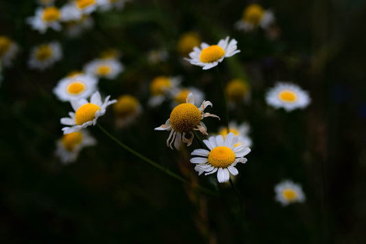 a close up of a flower