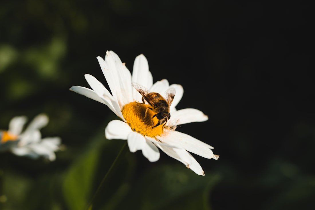 a bee sitting on top of a white flower