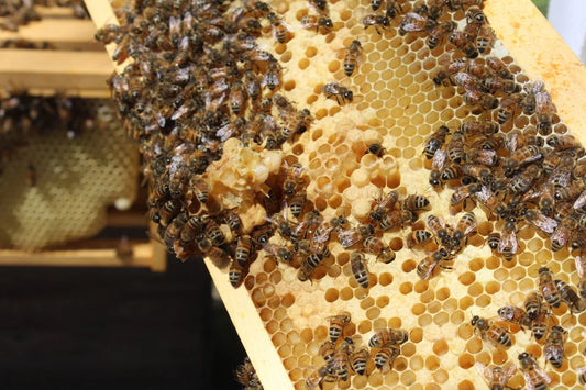 Close-up of honeybees working on honeycomb frame in a wooden beehive