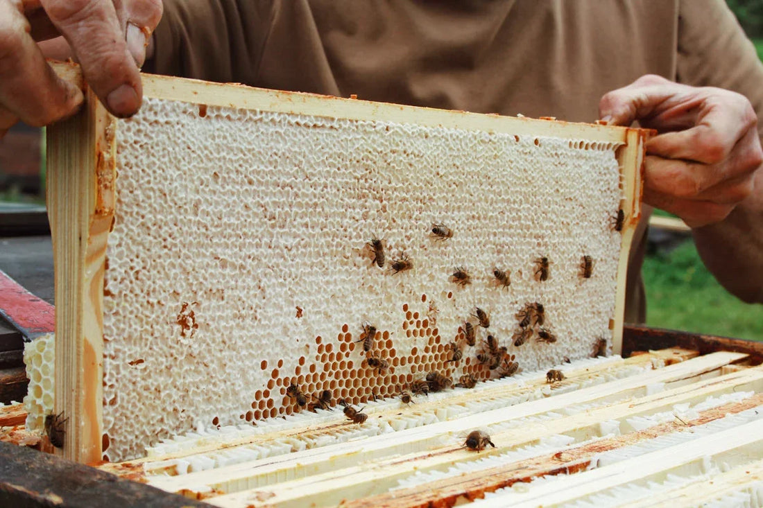 Close-up of beekeeper holding wooden honeycomb frame with bees and capped honey cells