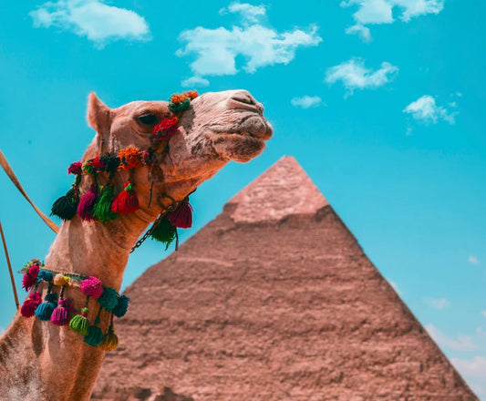 Camel adorned with colorful tassels in front of the Great Pyramid under a bright blue sky