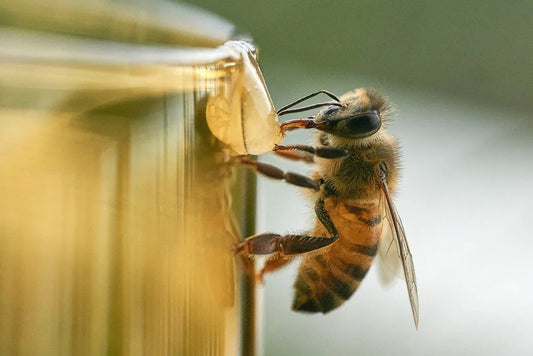 Close-up of a honeybee drinking from a translucent golden surface with blurred background