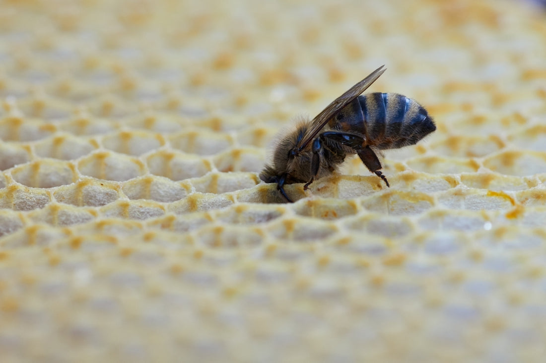 black and yellow bee on white textile
