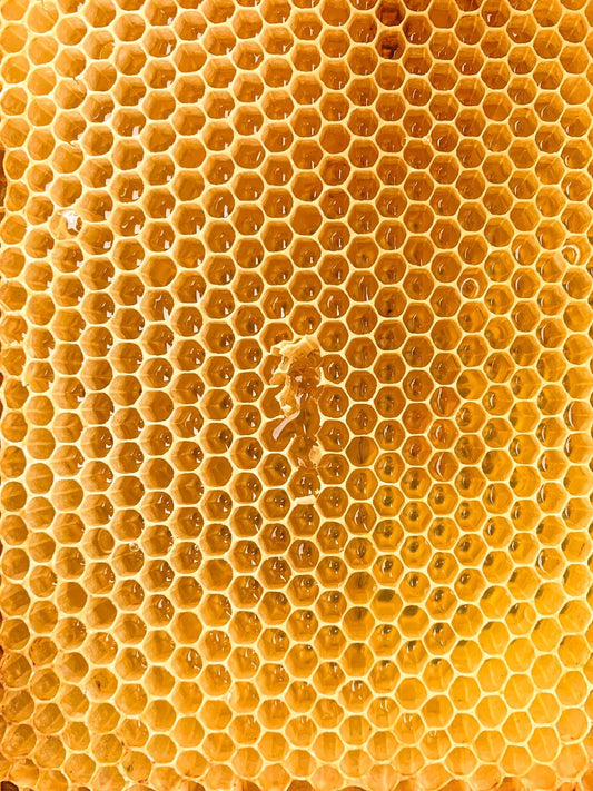 Close-up of honeycomb filled with golden honey in hexagonal wax cells