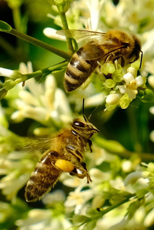 Two honeybees on white flowers collecting nectar and pollen in close-up nature scene