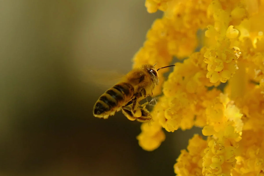 Close-up of a honeybee collecting pollen from bright yellow flowers in natural light