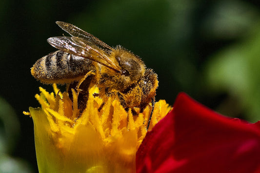 a bee sitting on top of a yellow and red flower