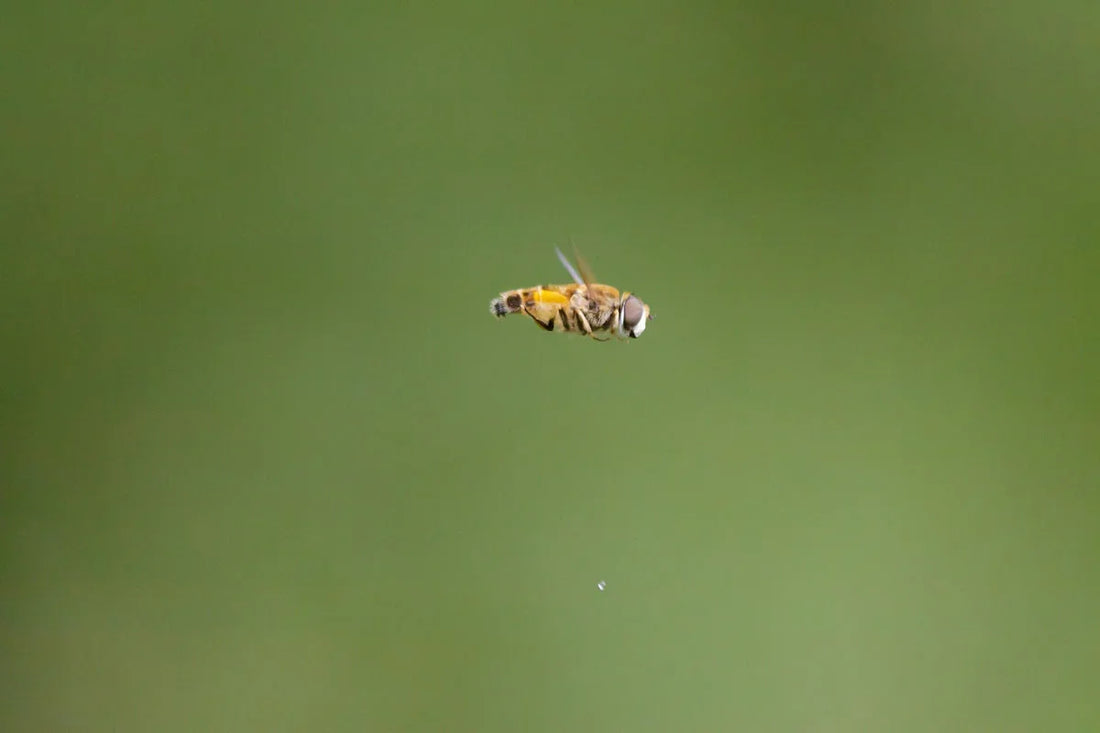 Close-up of a yellow and black hoverfly in flight against a green blurred background