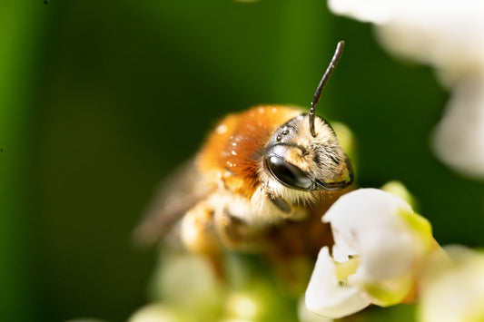 a bee on a flower