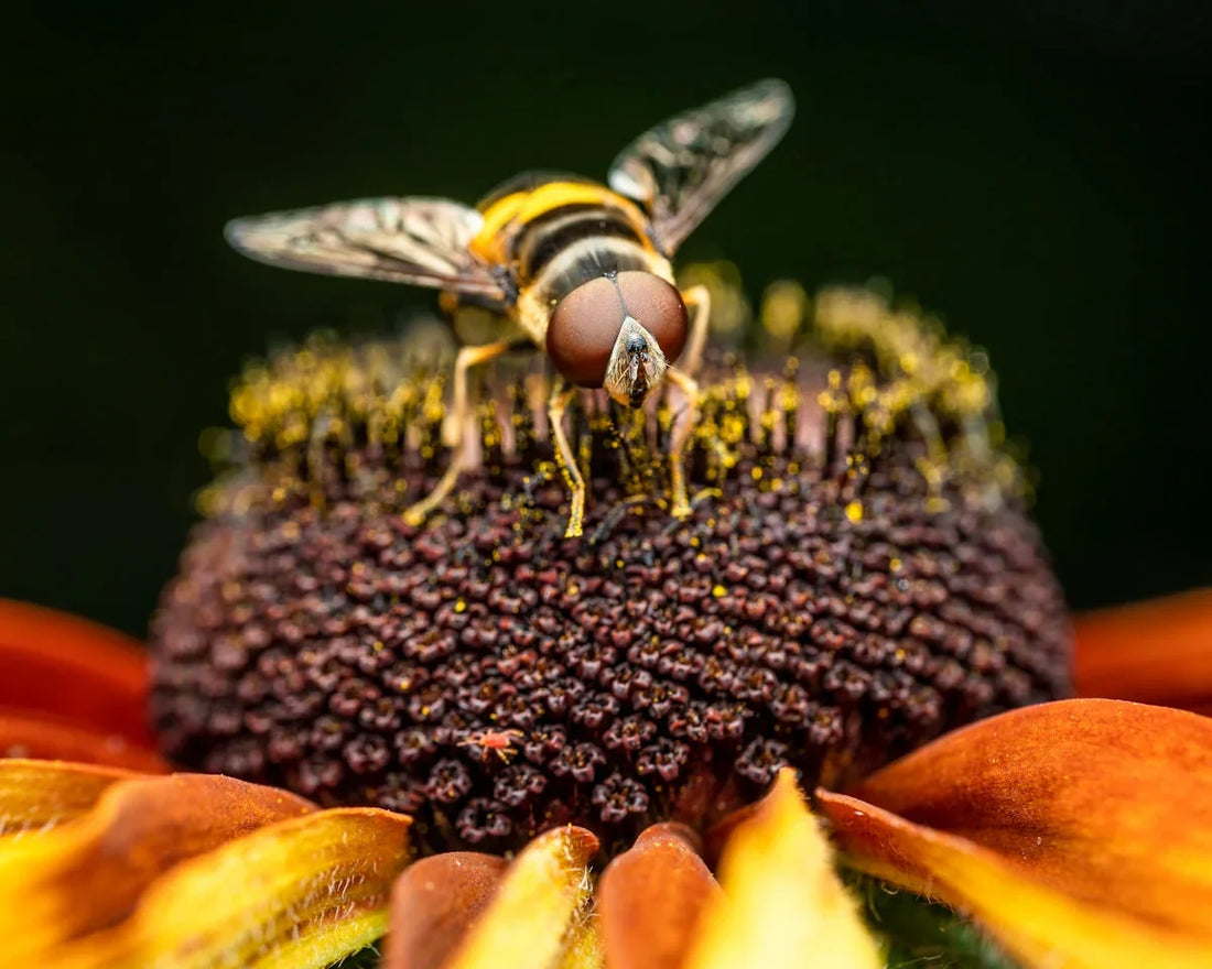 Close-up of a bee with brown eyes on a dark brown and orange flower with pollen
