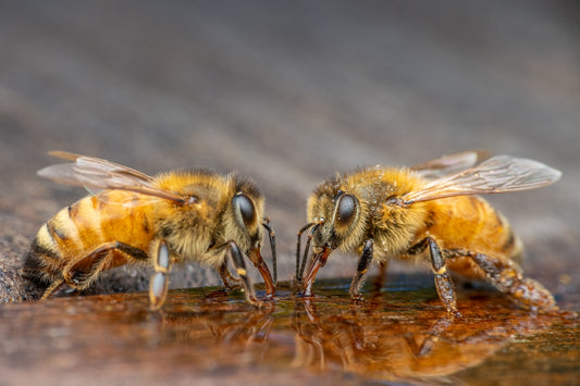 two bees drinking from a puddle of water