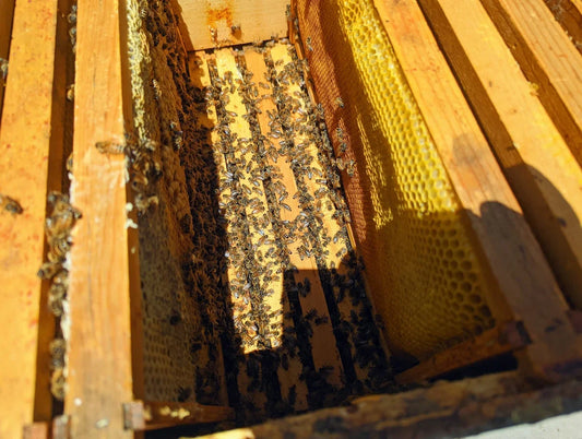 Close-up of honeybees inside a wooden beehive with honeycomb frames in sunlight