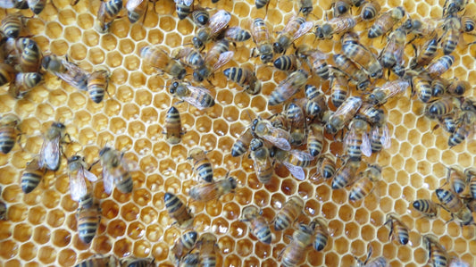 a group of bees