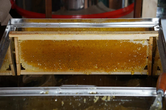 Fresh honeycomb frame with golden honey dripping into a stainless steel extractor