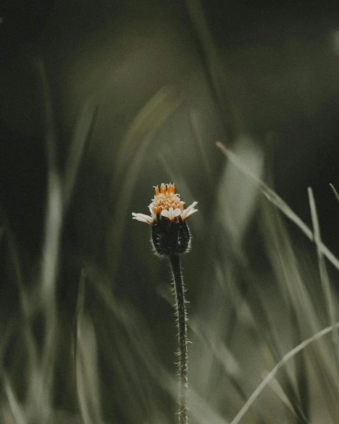 Close-up of a single small wildflower with white and orange petals in soft focus grass