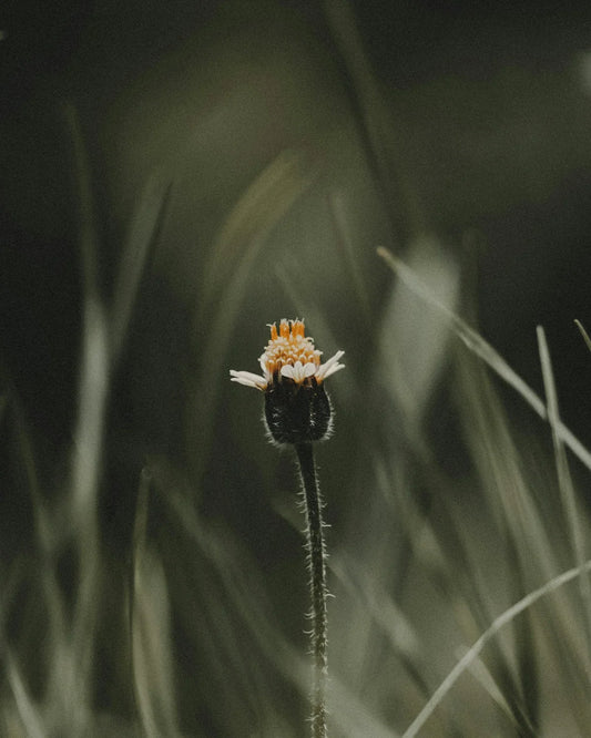 Close-up of a single small wildflower with white and orange petals in soft focus grass