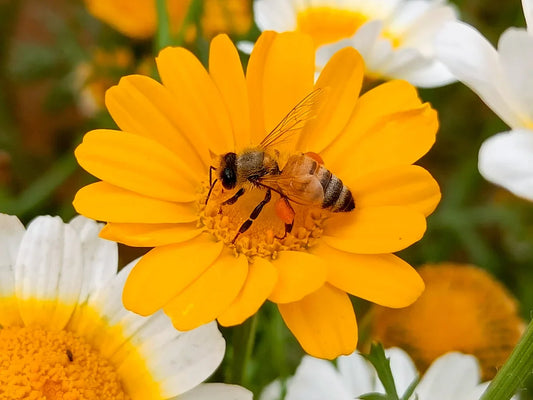 Honeybee gathering pollen on bright yellow daisy with blurred white and yellow flowers in background