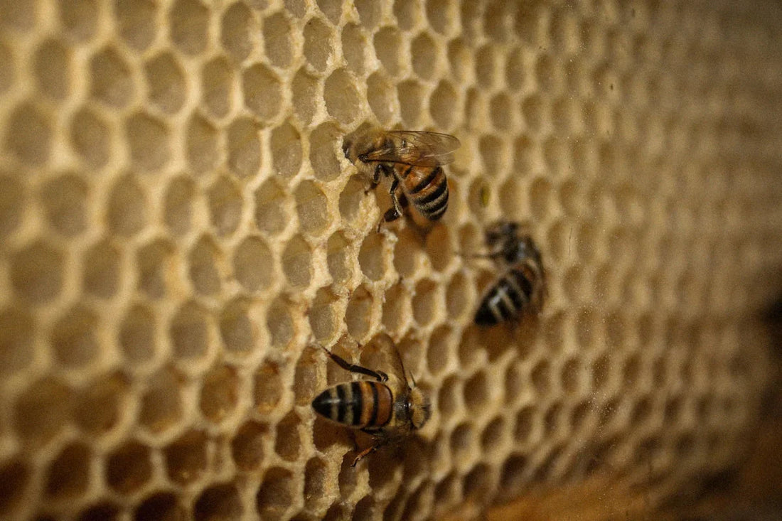 Close-up of honeybees working on honeycomb hexagonal cells inside a beehive