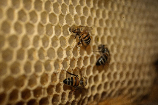Close-up of honeybees working on honeycomb hexagonal cells inside a beehive