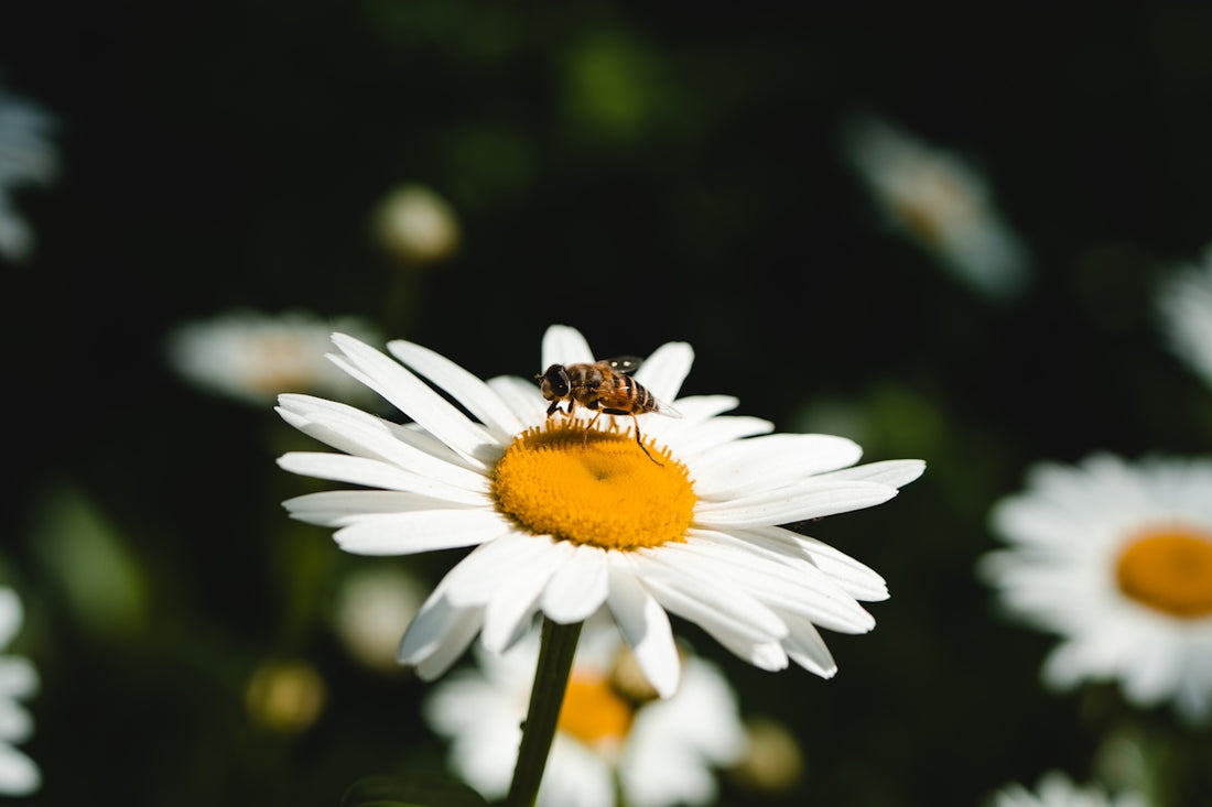 a bee sitting on top of a white flower