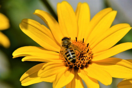 Close-up of honeybee pollinating a vibrant yellow daisy flower in natural sunlight
