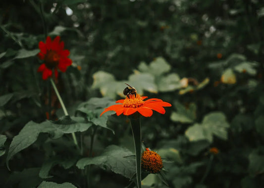 Close-up of a bee collecting nectar on a bright orange flower in a green garden