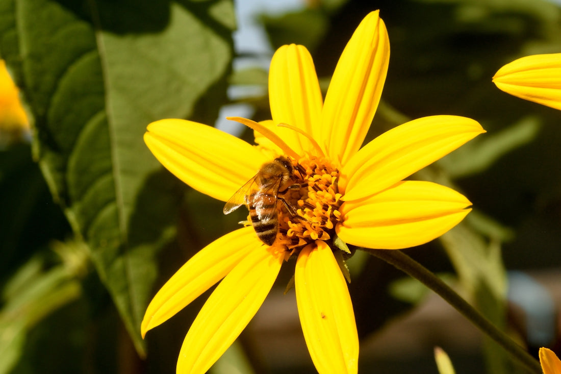 a bee sitting on a yellow flower in a garden