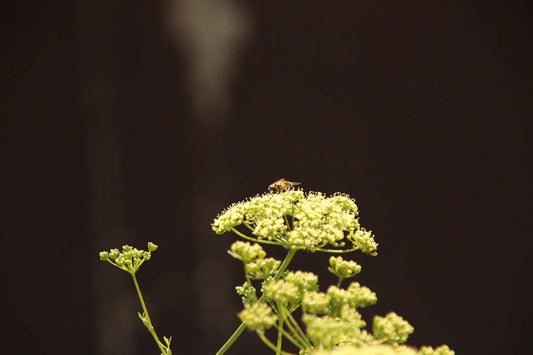 Close-up of a bee on delicate white wildflower against dark background