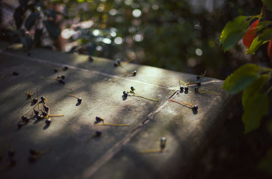 a bunch of small black berries on a table