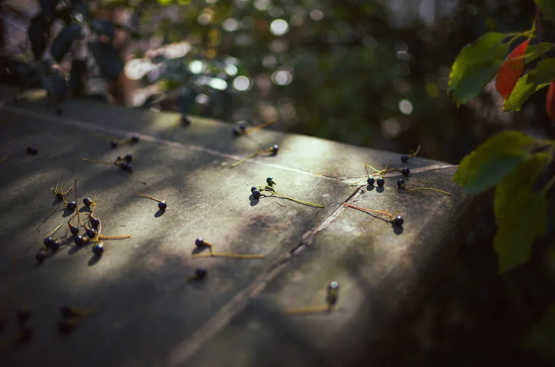 Small dark berries scattered on sunlit wooden surface with blurred green leaves in background