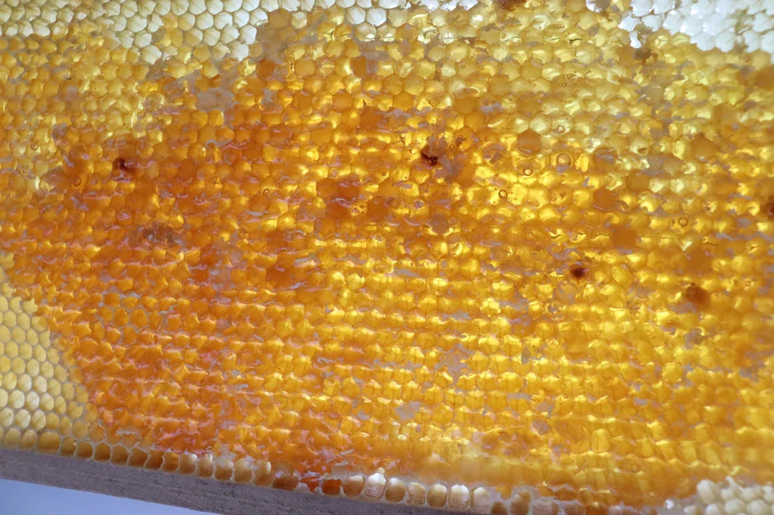 Close-up of golden honeycomb filled with fresh honey in hexagonal cells