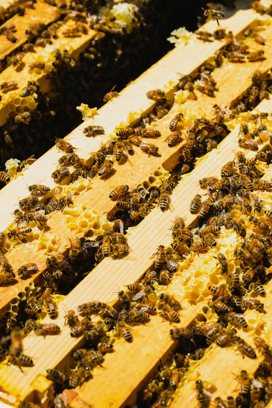 A bunch of bees that are in a beehive