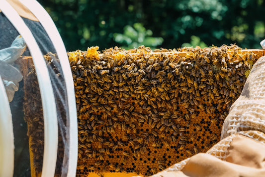 A close up of a beehive with a blanket on it