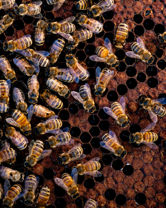 A group of bees sitting on top of a honeycomb