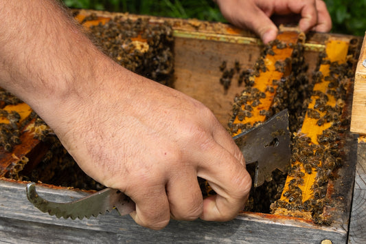 A man is cutting into a beehive with a pair of scissors