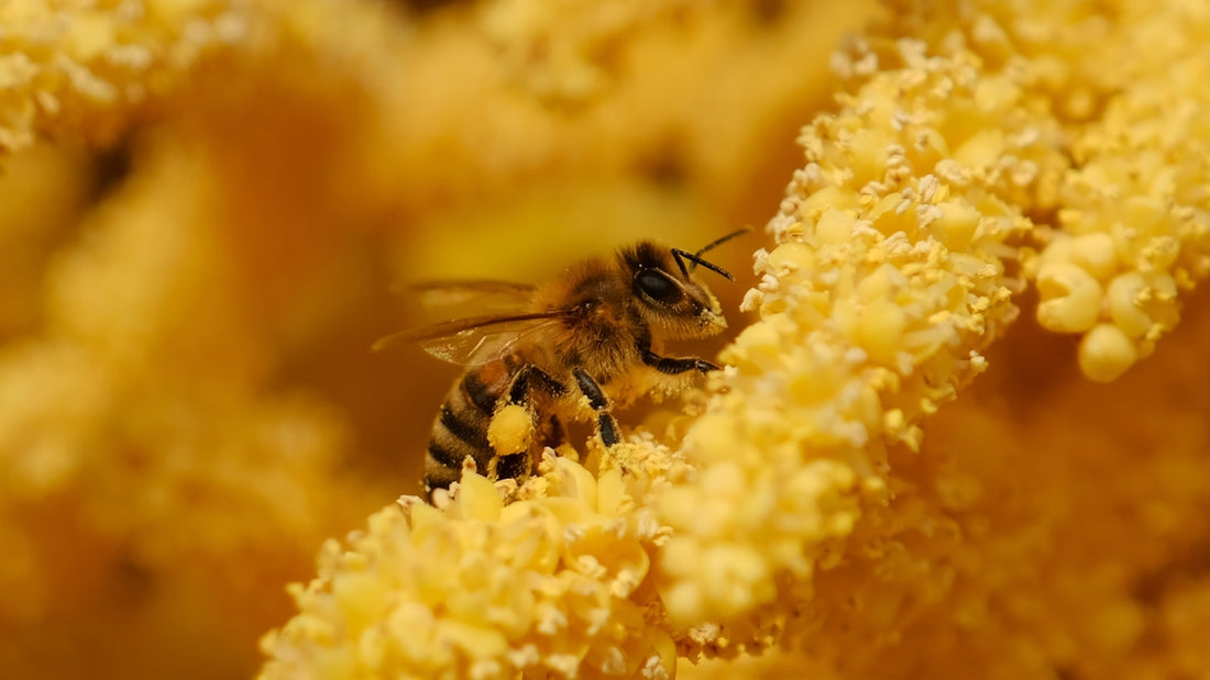 A bee collects pollen from a bright flower.