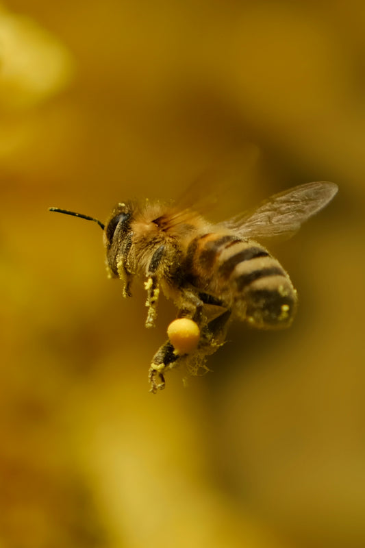 A bee flies with pollen.
