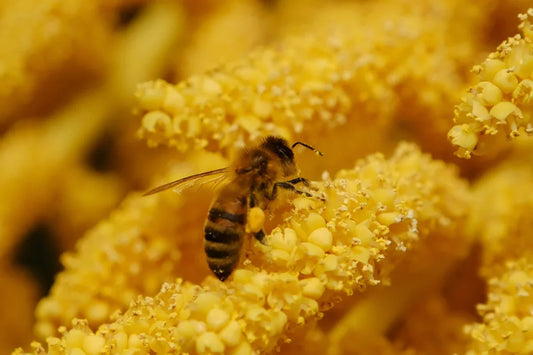 Close-up of honeybee collecting pollen from yellow flower with detailed florets
