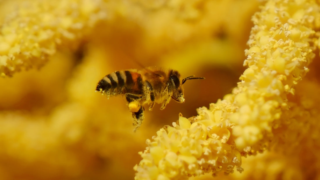 A bee flies near yellow flowers.
