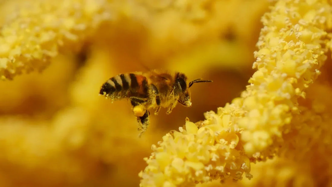 Close-up of a honeybee collecting pollen from bright yellow flowers in natural light