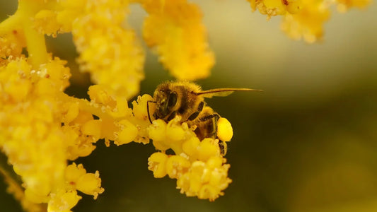Close-up of a honeybee collecting pollen from bright yellow flowers in natural light