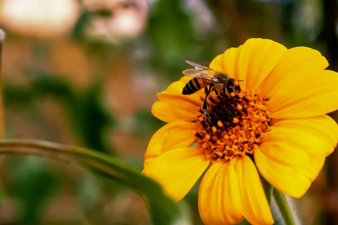 Bee collecting pollen on bright yellow flower in natural garden setting