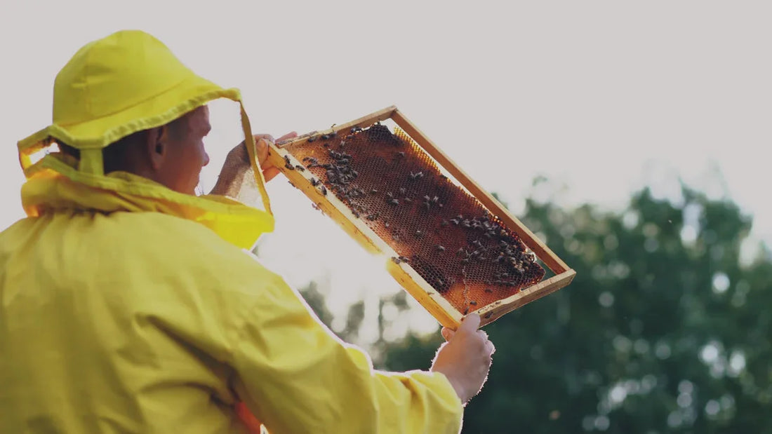 Beekeeper in yellow protective suit holding honeycomb frame with bees outdoors