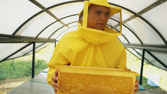 Beekeeper in yellow suit holds honeycomb frame of honeycomb