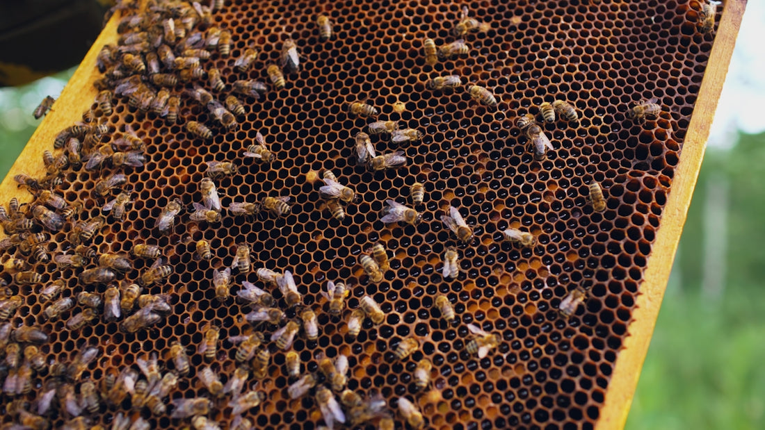 Bees swarm on a honeycomb in a hive.