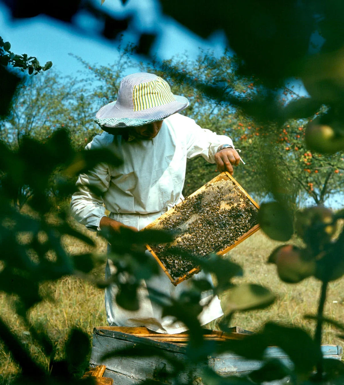 beekeeper in protective clothing inspecting honeycomb frame with bees in orchard on sunny day
